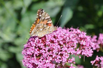 <i>Vanessa cardui</i>