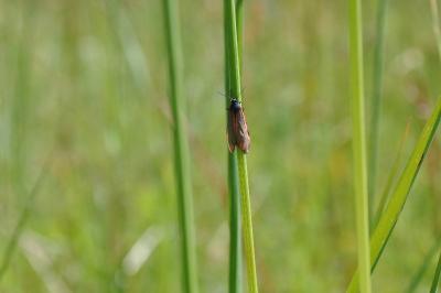 <i>Tyria jacobaeae</i>