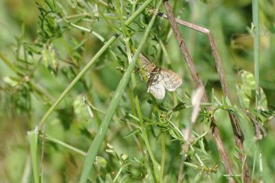 <i>Idaea macilentaria</i>
