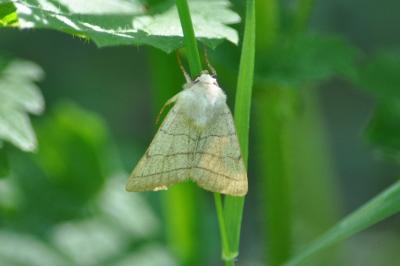 <i>Charanyca trigrammica</i>