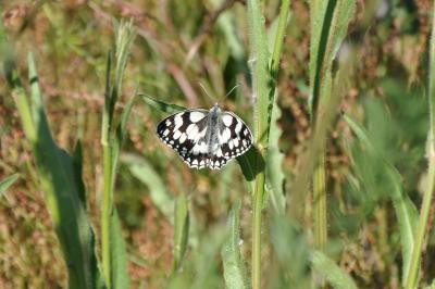 <i>Melanargia galathea</i>