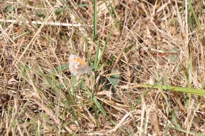 <i>Coenonympha pamphilus</i>