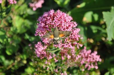 <i>Macroglossum stellatarum</i>