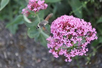 <i>Macroglossum stellatarum</i>