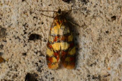 <i>Aethes tesserana</i>