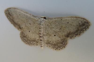 <i>Idaea seriata</i>