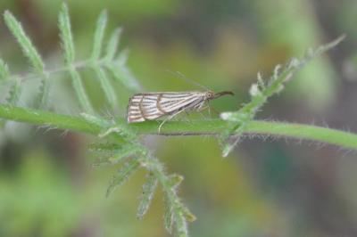 <i>Chrysocrambus linetella</i>