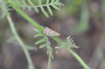 <i>Chrysocrambus linetella</i>
