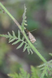 <i>Chrysocrambus linetella</i>
