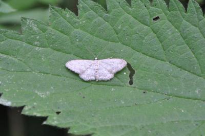 <i>Idaea seriata</i>