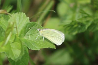 <i>Pieris napi</i>