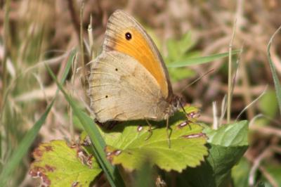 <i>Maniola jurtina</i>