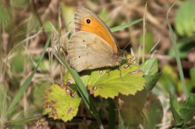 <i>Maniola jurtina</i>