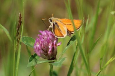 <i>Thymelicus sylvestris</i>