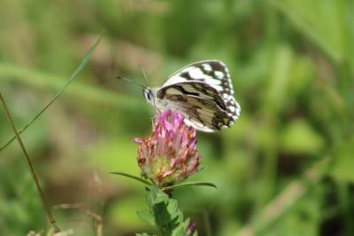 <i>Melanargia galathea</i>