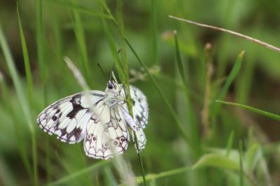 <i>Melanargia galathea</i>