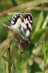 <i>Melanargia galathea</i>