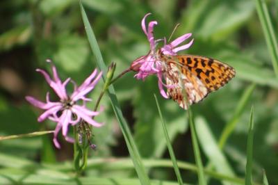<i>Boloria dia</i>