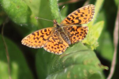 <i>Boloria dia</i>