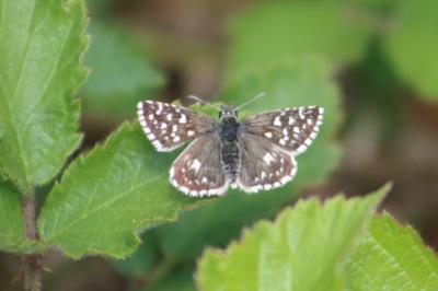 <i>Pyrgus malvae</i>