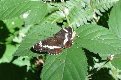 <i>Limenitis camilla</i>