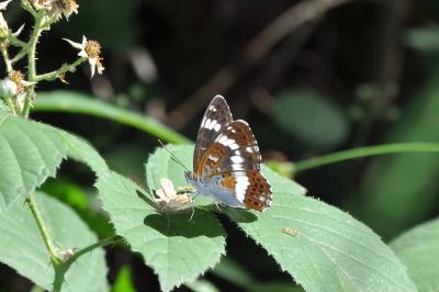<i>Limenitis camilla</i>