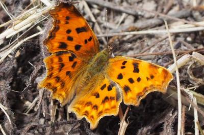 <i>Polygonia c-album</i>