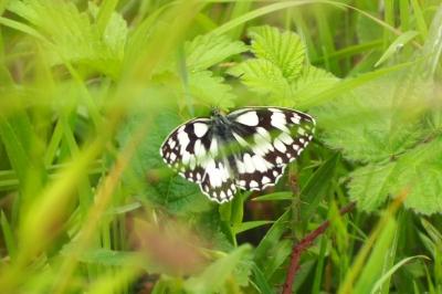 <i>Melanargia galathea</i>