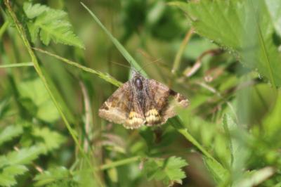 <i>Euclidia glyphica</i>