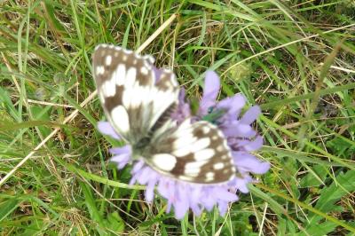 <i>Melanargia galathea</i>