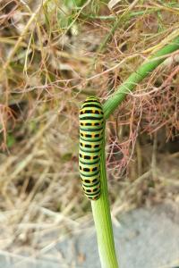 <i>Papilio machaon</i>