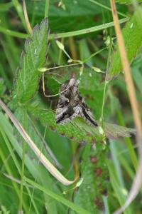 <i>Autographa gamma</i>