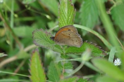 <i>Maniola jurtina</i>