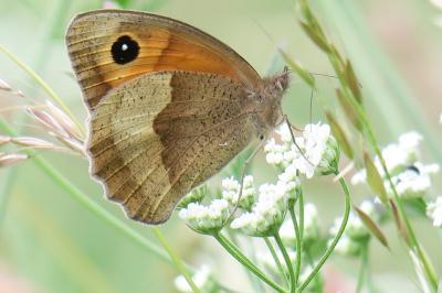 <i>Maniola jurtina</i>