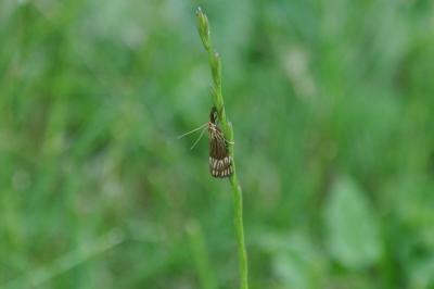 <i>Chrysocrambus linetella</i>