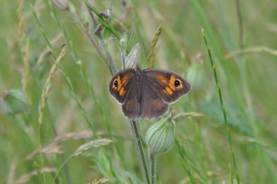 <i>Maniola jurtina</i>