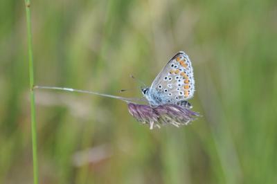 <i>Aricia agestis</i>
