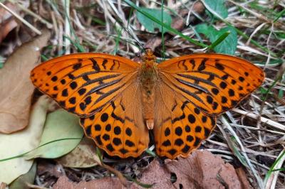 <i>Argynnis paphia</i>