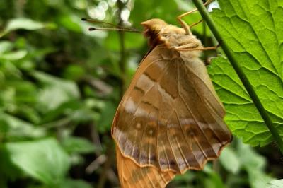 <i>Argynnis paphia</i>