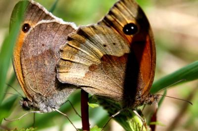 <i>Maniola jurtina</i>