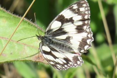 <i>Melanargia galathea</i>