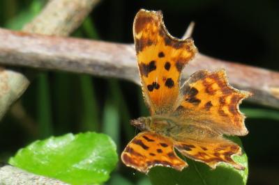 <i>Polygonia c-album</i>