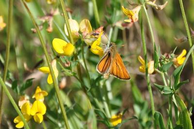 <i>Thymelicus sylvestris</i>