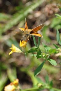 <i>Thymelicus sylvestris</i>