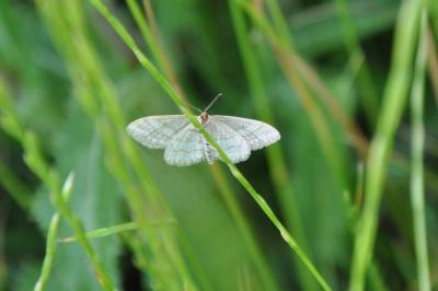 <i>Idaea macilentaria</i>