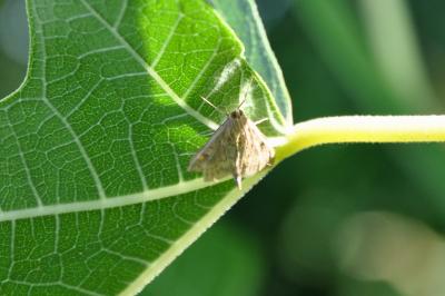 <i>Ostrinia nubilalis</i>