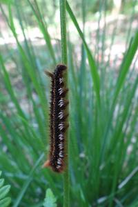 <i>Euthrix potatoria</i>