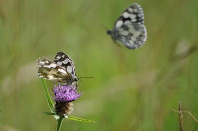 <i>Melanargia galathea</i>