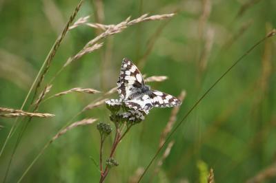 <i>Melanargia galathea</i>