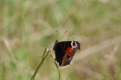 <i>Aglais io</i>